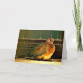 Chilly Dove Karte (Vorderseite)