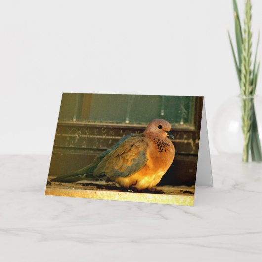 Chilly Dove Karte (Vorderseite)