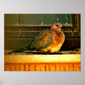 Chilly Dove Poster (Vorne)