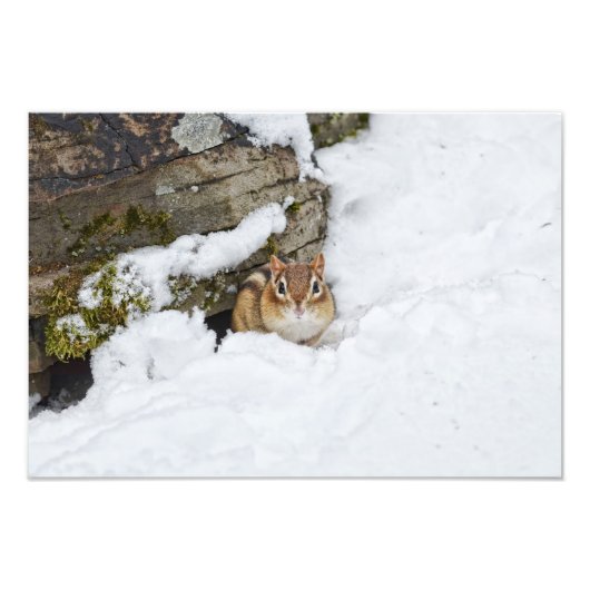 Chilly Little Chipmunk im Schnee Fotodruck (Vorne)