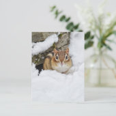 Chilly Little Chipmunk im Schnee Postkarte (Stehend Vorderseite)