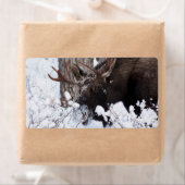 Chilly Moose (Insitu)