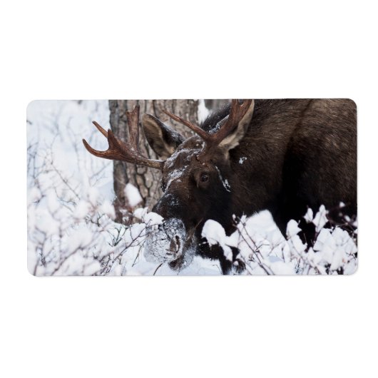 Chilly Moose (Vorne)