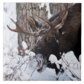 Chilly Moose Fliese (Vorderseite)