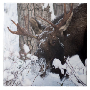 Chilly Moose Fliese