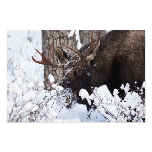 Chilly Moose Fotodruck (Vorne)