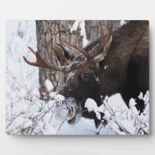 Chilly Moose Fotoplatte
