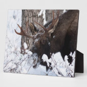 Chilly Moose Fotoplatte (Seite)