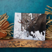 Chilly Moose Fotoplatte (Seite)
