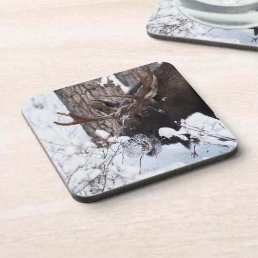 Chilly Moose Getränkeuntersetzer (Linke Seite)