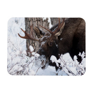 Chilly Moose Magnet