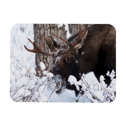 Chilly Moose Magnet (Horizontal)
