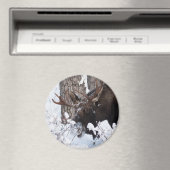 Chilly Moose Magnet (In Situ (Geschirrspüler))