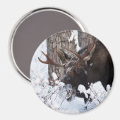 Chilly Moose Magnet (Vorderseite/Rückseite)