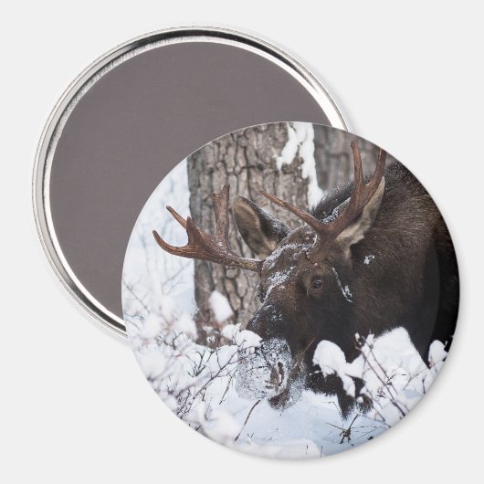 Chilly Moose Magnet (Vorderseite/Rückseite)