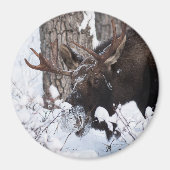 Chilly Moose Magnet (Vorne)