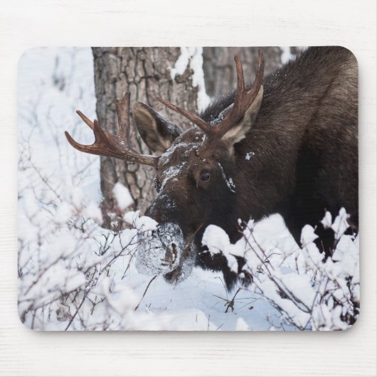 Chilly Moose Mousepad (Vorne)