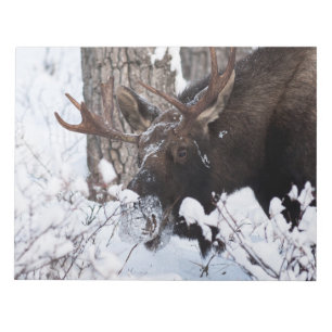 Chilly Moose Notizblock