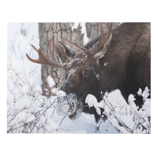 Chilly Moose Notizblock (Vorderseite)
