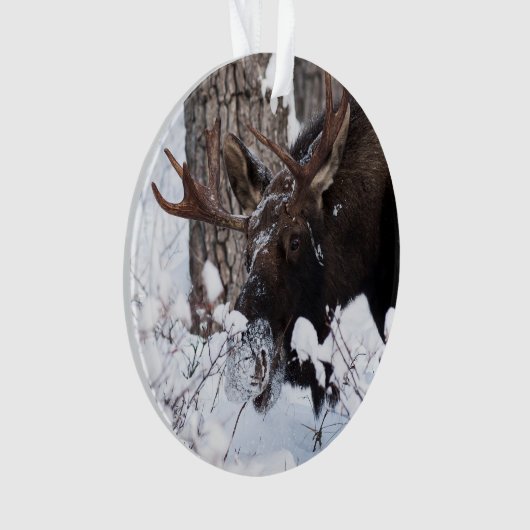 Chilly Moose Ornament (Vorderseite)