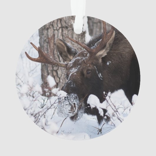Chilly Moose Ornament (Rückseite)