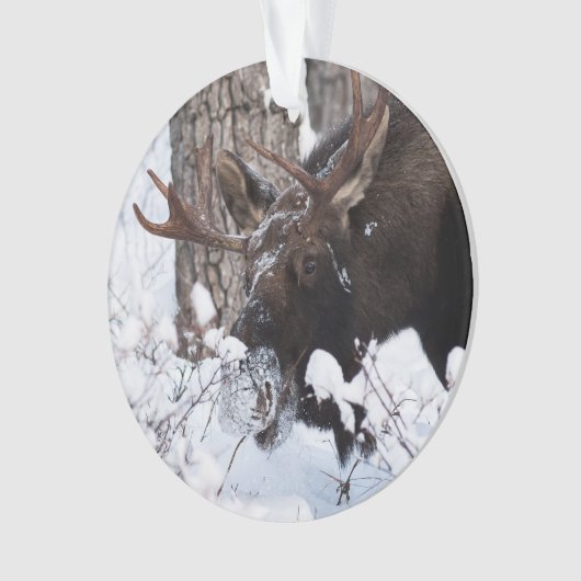 Chilly Moose Ornament (Vorderseite)