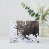 Chilly Moose Postkarte (Stehend Vorderseite)