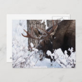 Chilly Moose Postkarte (Vorne/Hinten)