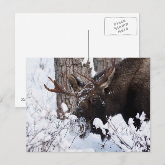 Chilly Moose Postkarte (Vorne/Hinten)