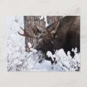 Chilly Moose Postkarte (Vorderseite)