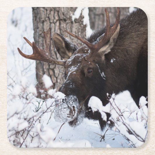 Chilly Moose Rechteckiger Pappuntersetzer (Vorderseite)