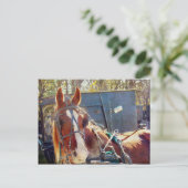 Chilly Morning Amish Horse Postkarte (Stehend Vorderseite)