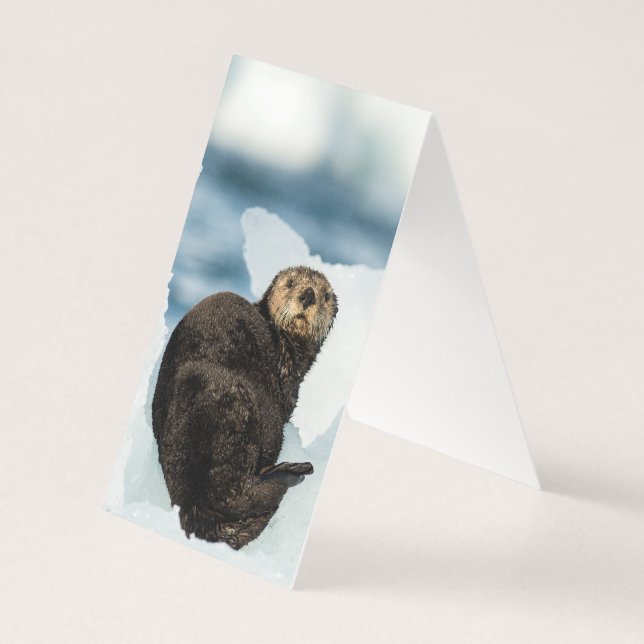 Chilly Sea Otter (Rückseite)