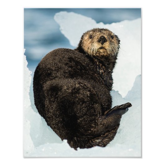 Chilly Sea Otter Fotodruck (Vorne)