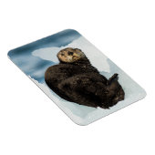 Chilly Sea Otter Magnet (Rechte Seite)