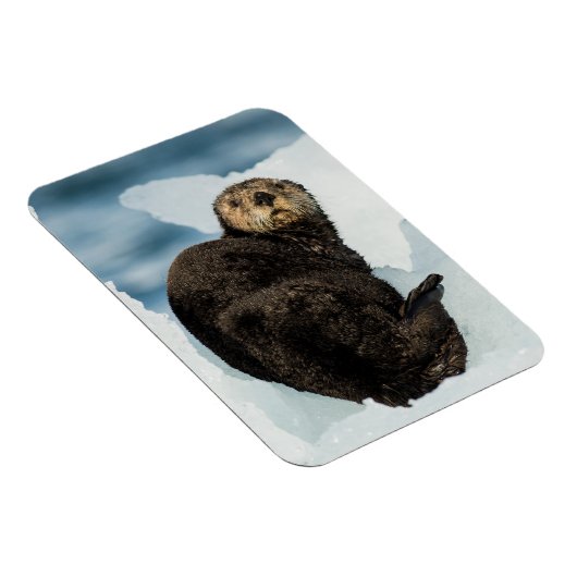 Chilly Sea Otter Magnet (Rechte Seite)