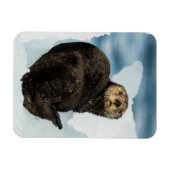 Chilly Sea Otter Magnet (Horizontal)