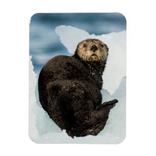 Chilly Sea Otter Magnet