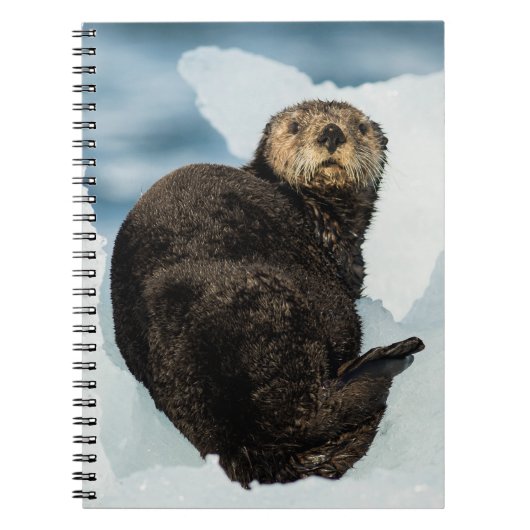 Chilly Sea Otter Notizblock (Vorderseite)