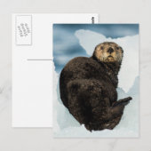 Chilly Sea Otter Postkarte (Vorne/Hinten)