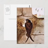 Chimney Swift Postkarte (Vorne/Hinten)