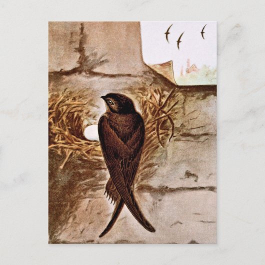 Chimney Swift Postkarte (Vorderseite)