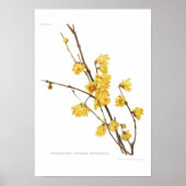 Chimonanthus-Duft Poster (Vorne)