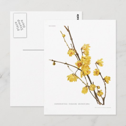 Chimonanthus-Duft Postkarte (Vorne/Hinten)