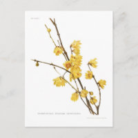 Chimonanthus-Duft