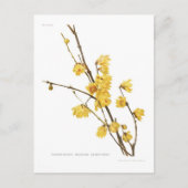 Chimonanthus-Duft Postkarte (Vorderseite)