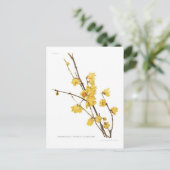 Chimonanthus fragrans postkarte (Stehend Vorderseite)