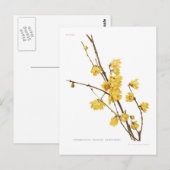 Chimonanthus fragrans postkarte (Vorne/Hinten)