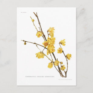 Chimonanthus fragrans postkarte