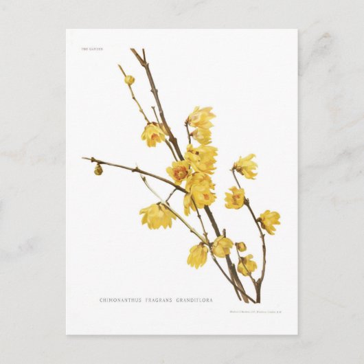 Chimonanthus fragrans postkarte (Vorderseite)